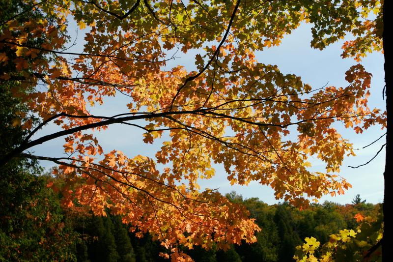 Leaves1.jpg