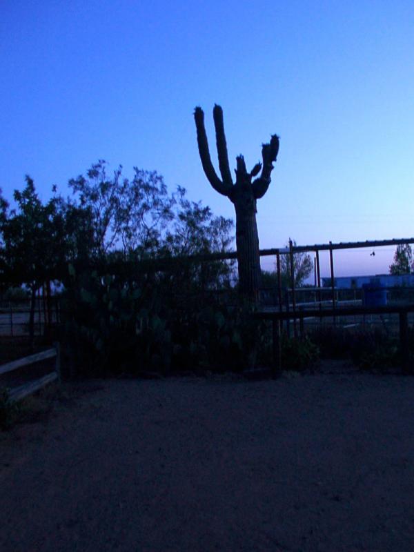 Lone cacti.jpg(255)