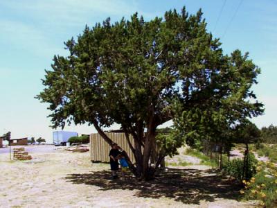Kids and kewl tree in NM.jpg(207)