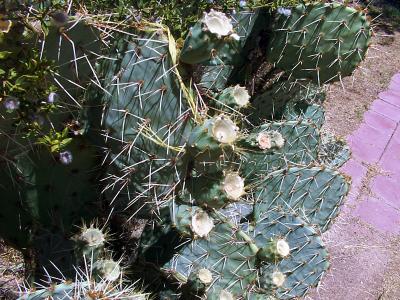 Cactus blossoms.jpg(304)