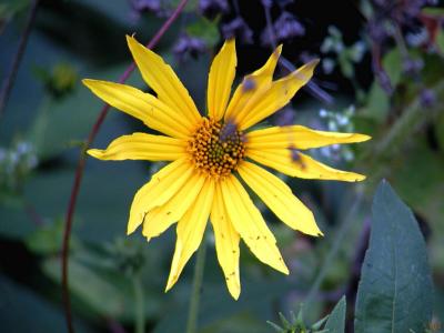 Yellow flower.jpg(215)
