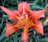 Croped Day Lily.jpg(355)