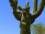 blossom on cactus.jpg(331)