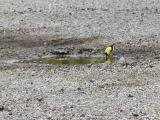 Yellow finch having a drink.jpg(191)