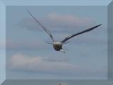 Flying away.jpg(439)