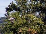 Trio of Gulls.jpg(171)