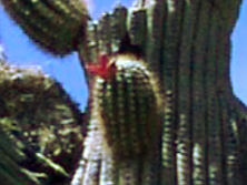 mini cacti bloom.jpg(288)