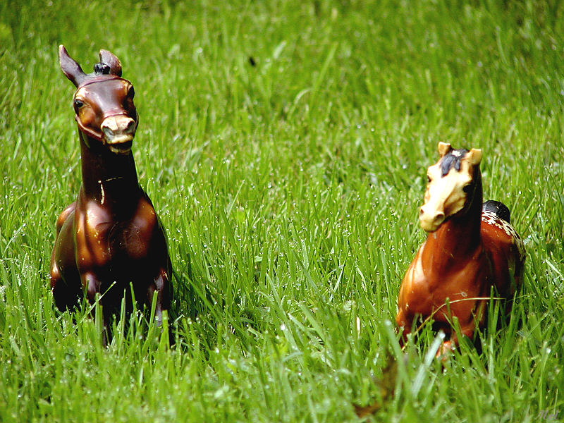 Beginning of horse collection2.jpg(511)