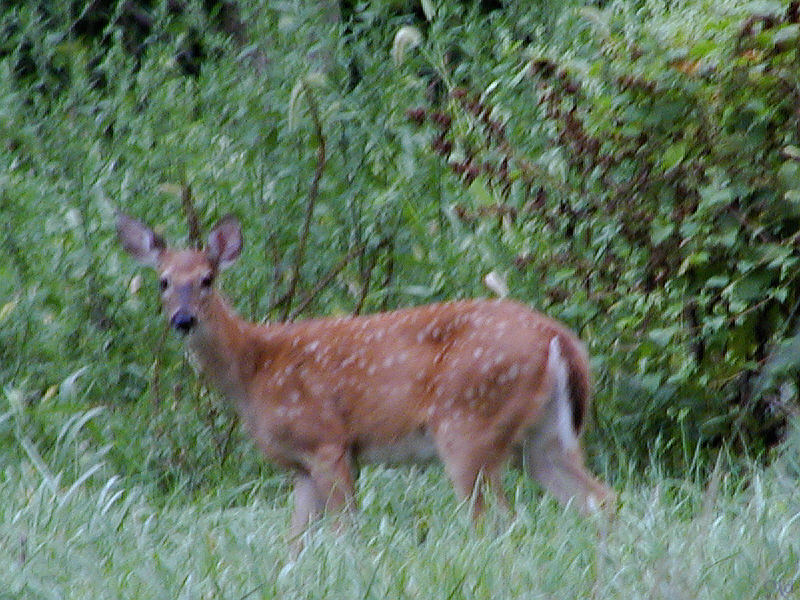 blurred deer.jpg(235)