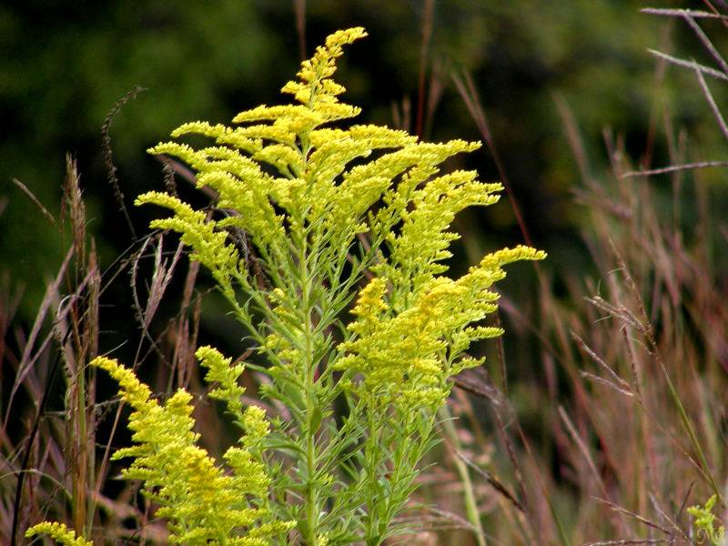 Golden Rod.jpg(423)
