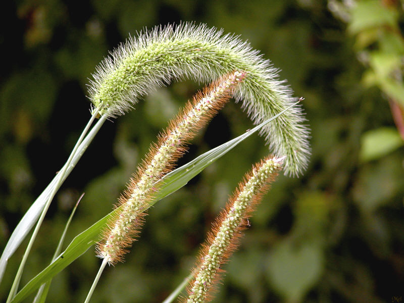 Green and red fuzzy things.jpg(171)