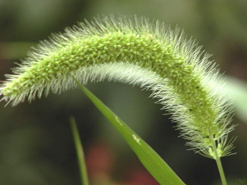 Green fuzzy thing.jpg(181)