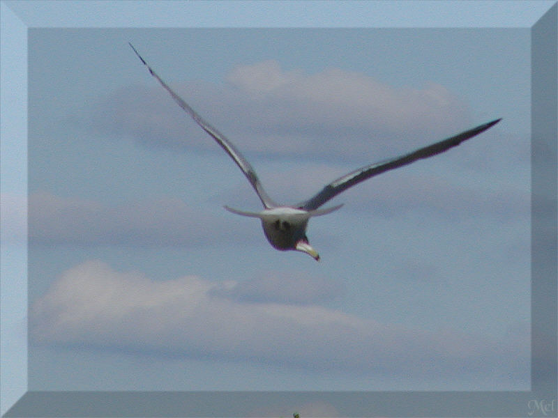 Flying away.jpg(439)