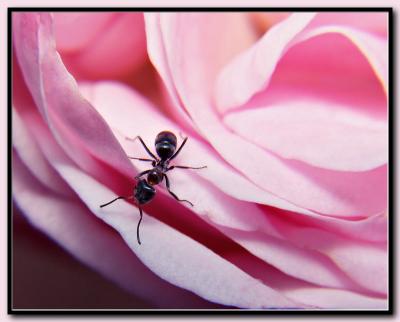 No Time To Stop And Smell by John down under, ant whisperer