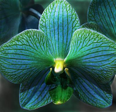 Mythical 'Lagoon' Orchid