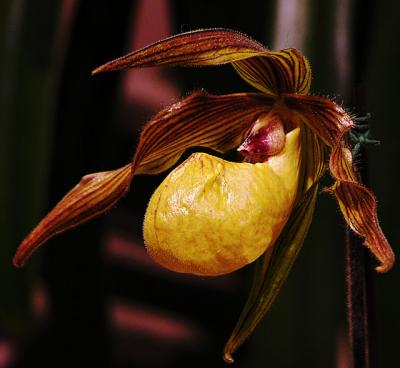 Golden Slipper Orchid