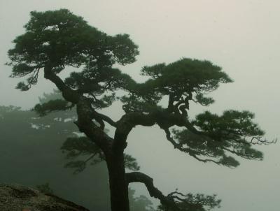 Famous Huang Shan pine tree