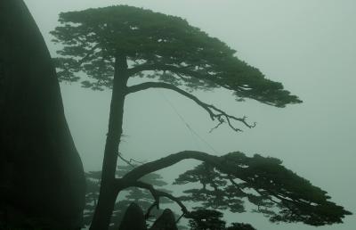 Yi Ke Song (Welcoming Tree) in the mist