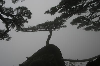 Huang Shan pine tree