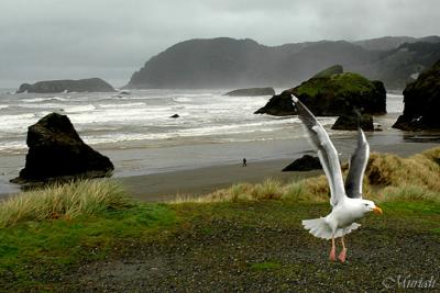 Cape Gull