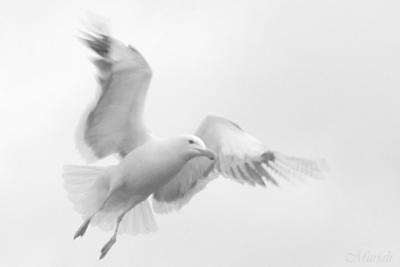 Air Borne