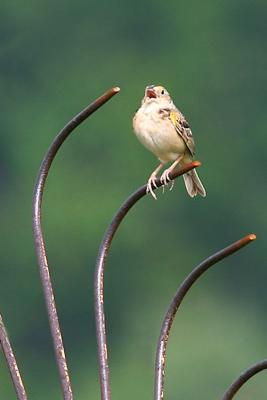 Grasshopper Sparrow Singing