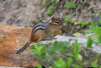 Chipmunk