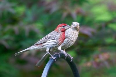 House Finch (Male and Female)