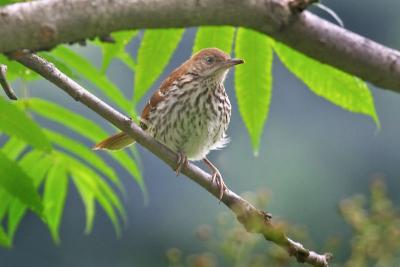 Brown Thrasher