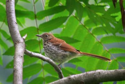 Brown Thrasher