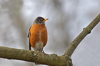 American Robin