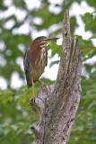 Green Heron