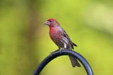 House Finch