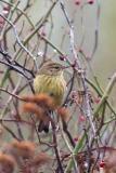 Palm Warbler