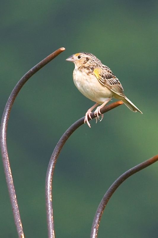 Grasshopper Sparrow