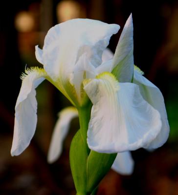 White Iris At Sundown