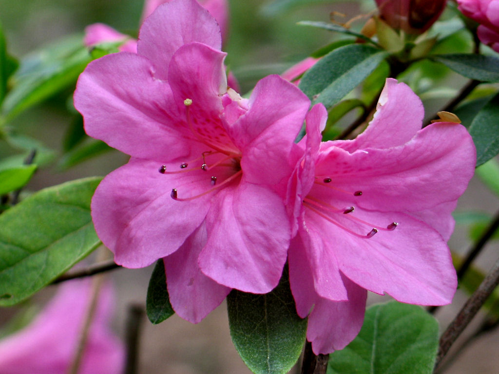Pink Azalea *