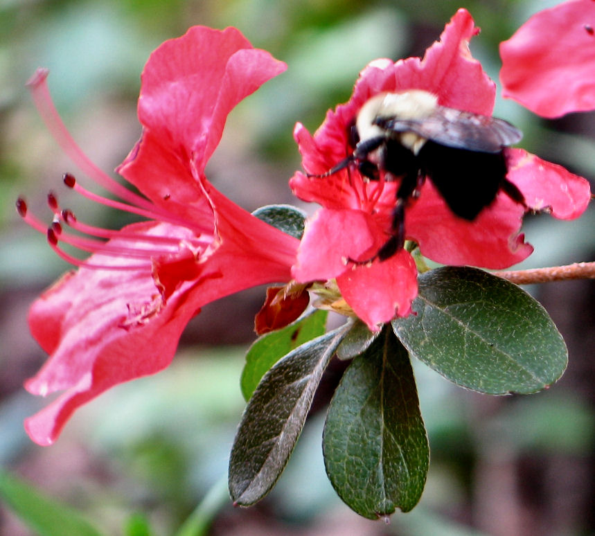  Busy Being A Bee *
