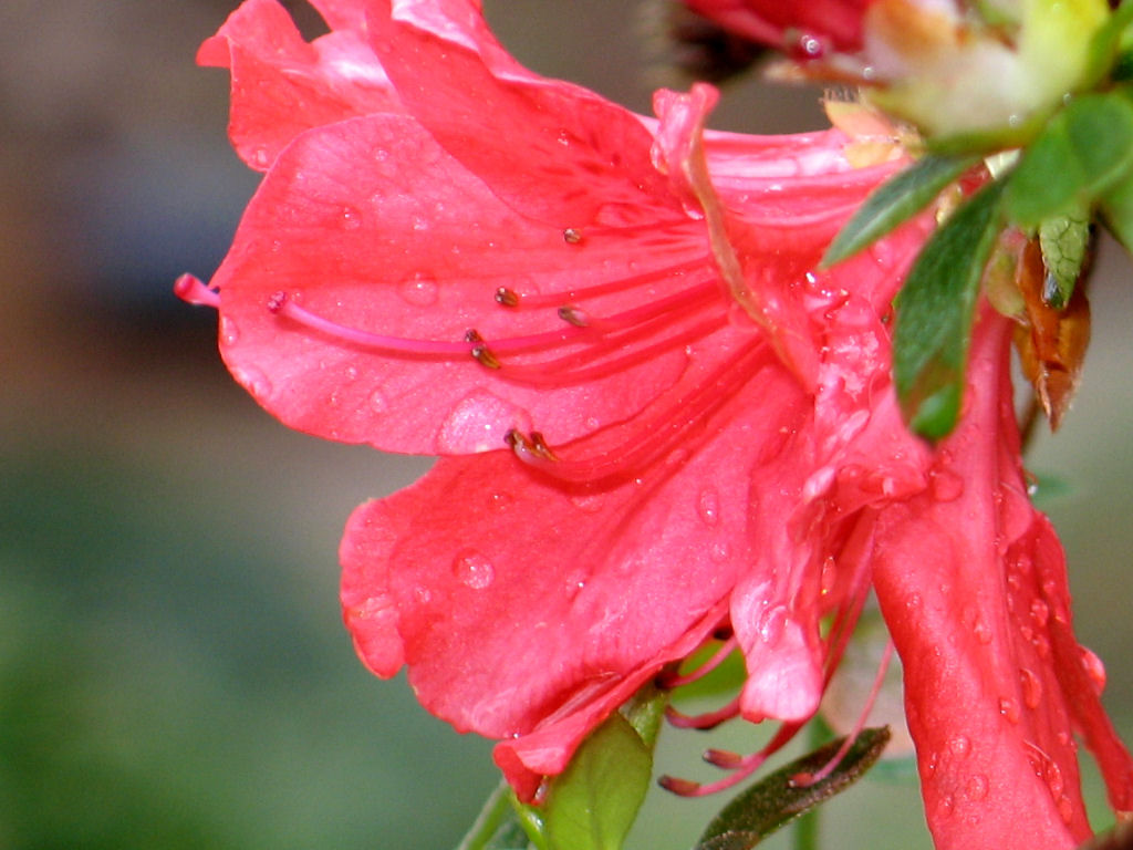 Azalea