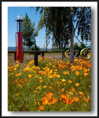 pump and poppies