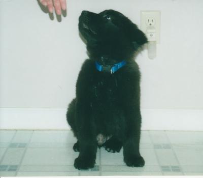 Rescue Bear