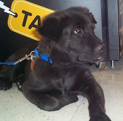 Bear going to a good home.