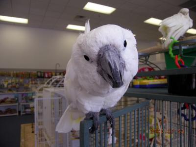 Cockatoo