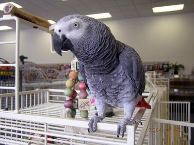 Frank (African Grey)
