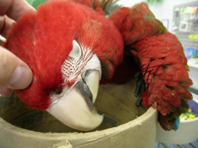Nice Bird!