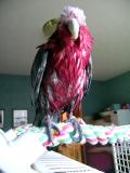 Galah (Rowdy )