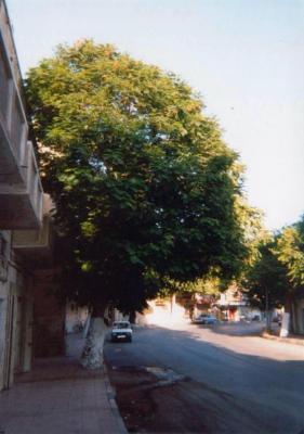 u34/nelsswenson/medium/31322975.15.3JericoSycamore.jpg