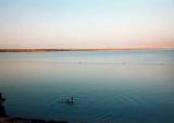 Dead Sea Swimming