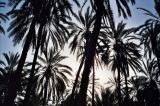 oasis-palmtrees.jpg
