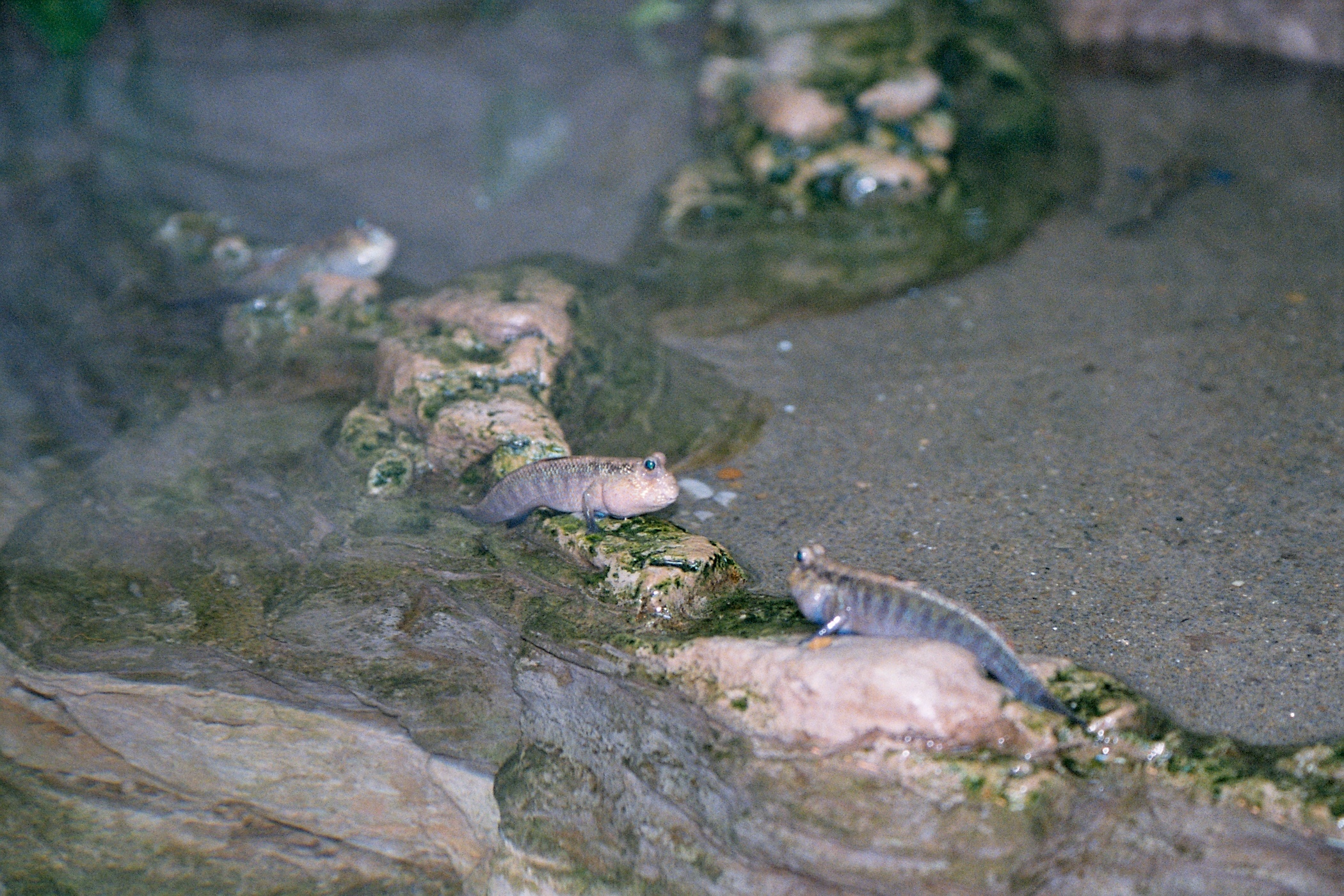 muddy mudskipper
